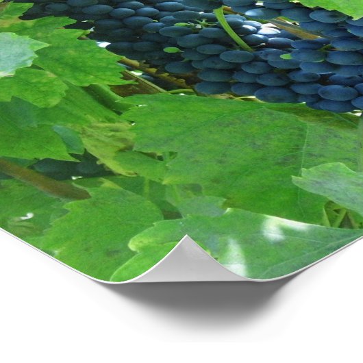 青ブドウ ポスター (角)