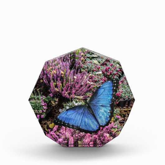 青モルフォ蝶の昆虫フローラ写真 フォトブロック (正面)