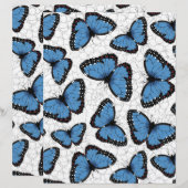 青モルフォ (正面/裏面)