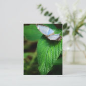 青モルフォ112はがき ポストカード (スタンド正面)