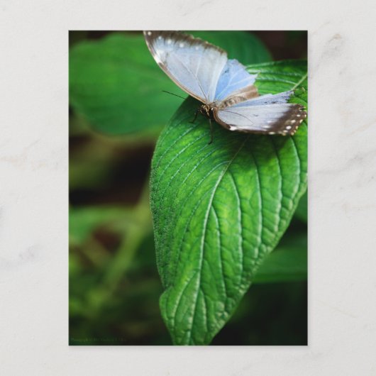 青モルフォ112はがき ポストカード (正面)