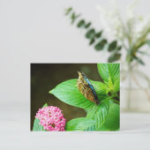 青モルフォ143はがき ポストカード (スタンド正面)