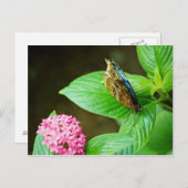 青モルフォ143はがき ポストカード (正面/裏面)