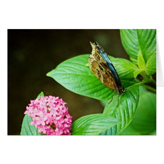 青モルフォ143カード (正面横)