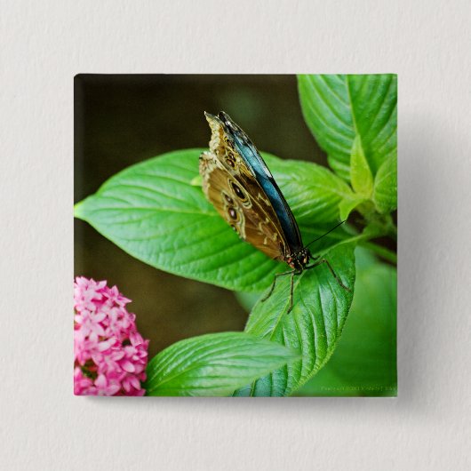 青モーフォ143ボタン 缶バッジ (正面)