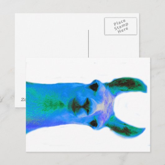 青ラマ図 ポストカード (正面/裏面)