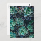 青リラックス色の多肉植物 ポストカード (正面/裏面)