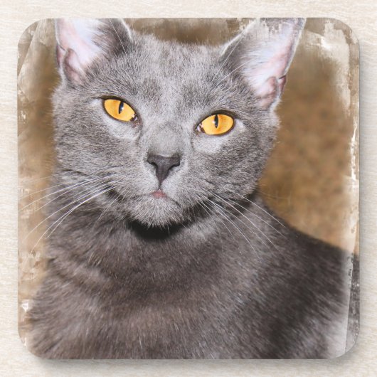 青ロシアの猫コースター コースター (正面)