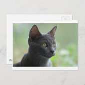 青ロシアの猫 ポストカード (正面/裏面)