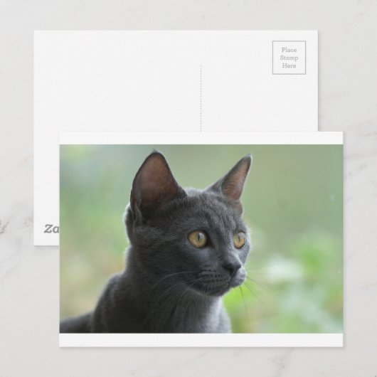 青ロシアの猫 ポストカード (正面/裏面)