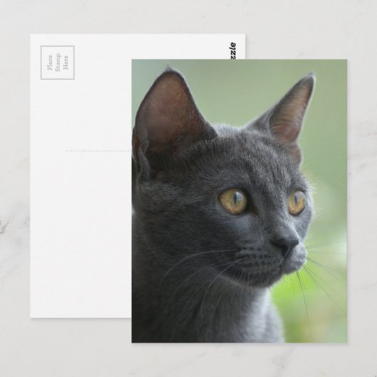 青ロシアの猫 ポストカード (正面/裏面)