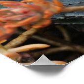 青及び橙色の多肉類 ポスター (角)