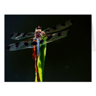 青及び黒トンボ