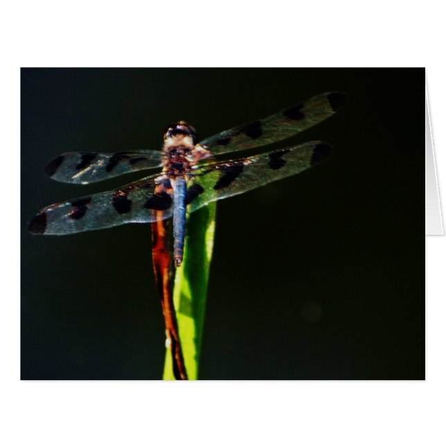 青及び黒トンボ (正面横)