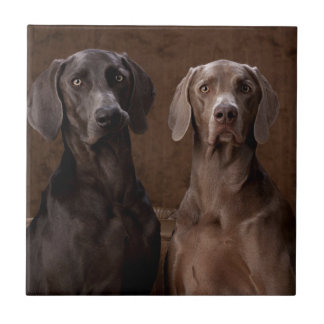 青及びTeyla Weimaraners タイル