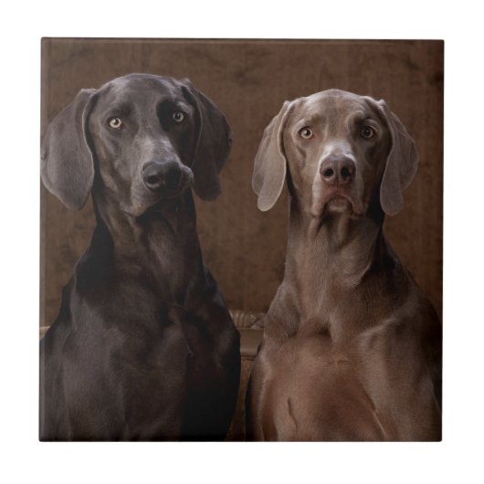 青及びTeyla Weimaraners タイル (正面)