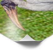 青少年のコウノトリ フォトプリント (角)