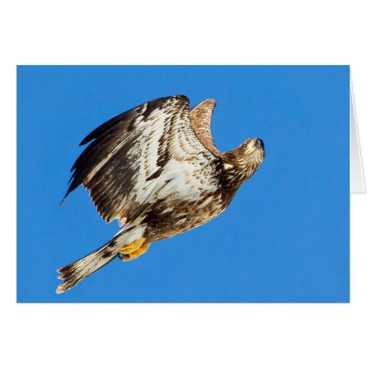 青少年の禿げたワシ (正面横)