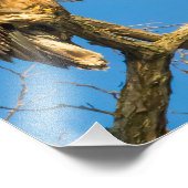 青少年の禿鷲と月 フォトプリント            (角)