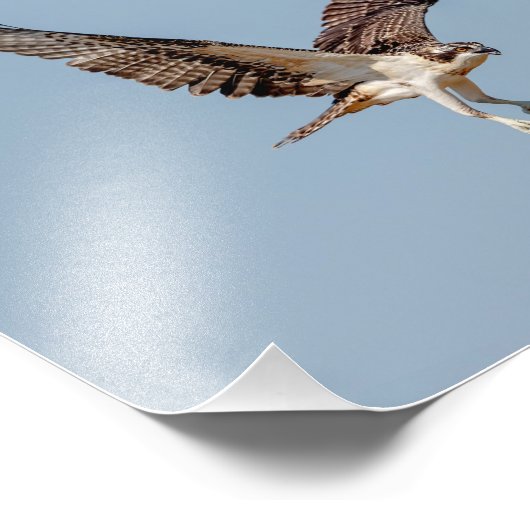 青少年の飛行中のオスプレイ フォトプリント (角)