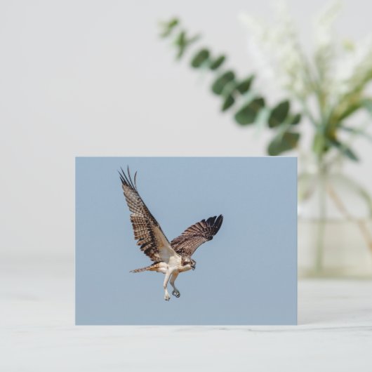 青少年の飛行中のオスプレイ ポストカード (スタンド正面)