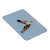 青少年の飛行中のオスプレイ マグネット (右側)