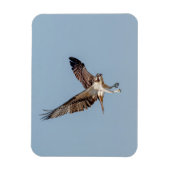 青少年の飛行中のオスプレイ マグネット (縦)