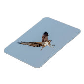 青少年の飛行中のオスプレイ マグネット (左側)