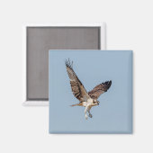 青少年の飛行中のオスプレイ マグネット (正面/裏面)