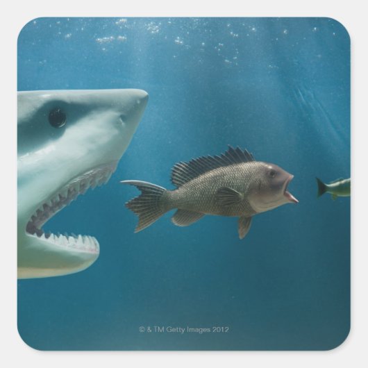 青少年を追いかけるシャーク スクエアシール (正面)