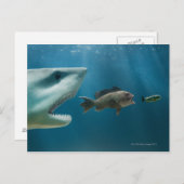 青少年を追いかけるシャーク ポストカード (正面/裏面)