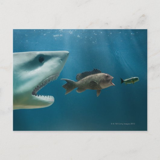 青少年を追いかけるシャーク ポストカード (正面)