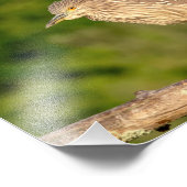 青少年ブラッククラウン付きナイトヘロン フォトプリント (角)