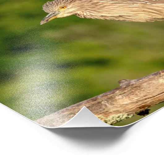 青少年ブラッククラウン付きナイトヘロン フォトプリント (角)