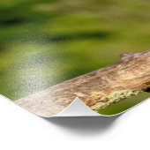 青少年ブラッククラウン付きナイトヘロン フォトプリント            (角)