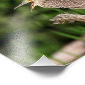 青少年ブラッククラウン付きナイトヘロン フォトプリント            (角)