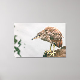 青少年ヘロン キャンバスプリント