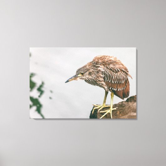 青少年ヘロン キャンバスプリント (正面)