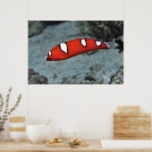 青少年赤いコリス ポスター (キッチン)