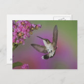 青少年雄ルビー喉ハチドリ ポストカード (正面/裏面)