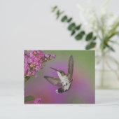 青少年雄ルビー喉ハチドリ ポストカード (スタンド正面)