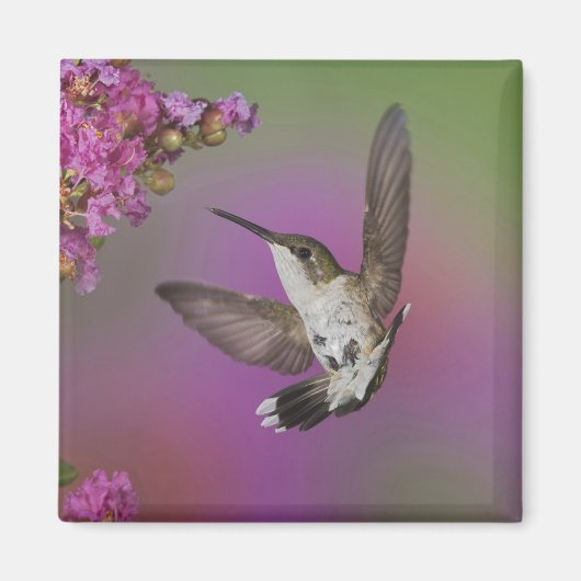 青少年雄ルビー喉ハチドリ マグネット (正面)