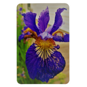 青旗賞Iris Fleur de Lys Frenchカナダケベック マグネット