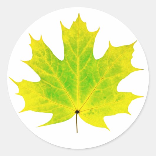 青楓の葉 ラウンドシール (正面)