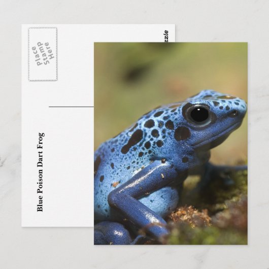 青毒矢蛙 ポストカード (正面/裏面)