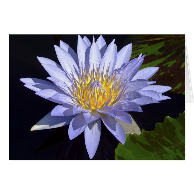 青海原ユリカード (正面横)