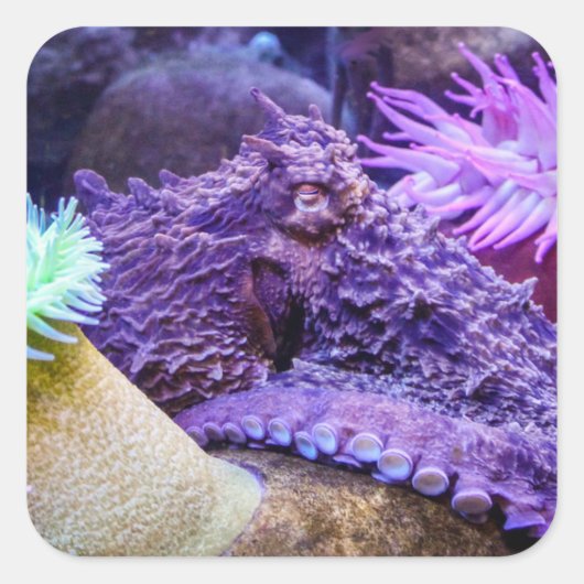 青海紫タコ四角ステッカー スクエアシール (正面)