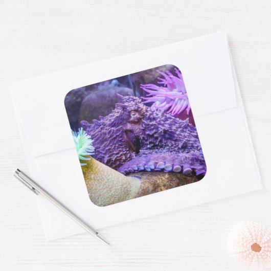 青海紫タコ四角ステッカー スクエアシール (封筒)