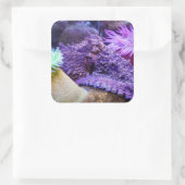 青海紫タコ四角ステッカー スクエアシール (バッグ)
