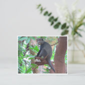 青猿 ポストカード (スタンド正面)